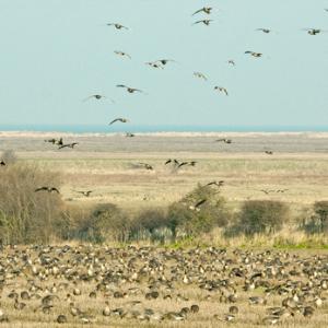 Wildfowl