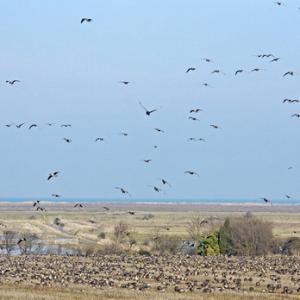 Pink-footed Geese on Stubble 8 DM0413