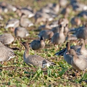 Pink-footed Geese on Sugar Beet 2 DM0401