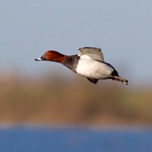 Pochard Drake in Flight DM0418