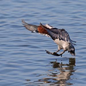Pochard Duck
