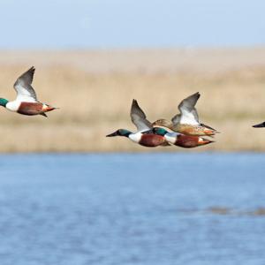 Shoveler Ducks in Flight DM0415