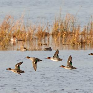 Teal in Flight  DM1698
