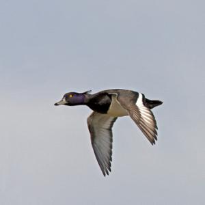 Tufted Duck in Flight