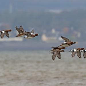  Wigeon in Flight DM2133
