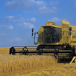 CUTTING BARLEY
