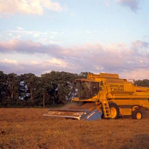 CUTTING GRASS FOR SEED