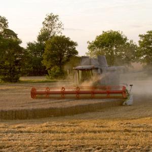 Combining Wheat 3 DMOO48