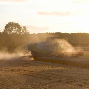 Combining Wheat DM1251