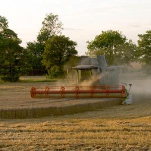 Combining Wheat DM1252