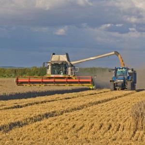Combining Wheat DMOO55