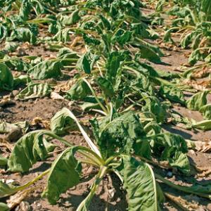 Wilted Sugarbeet