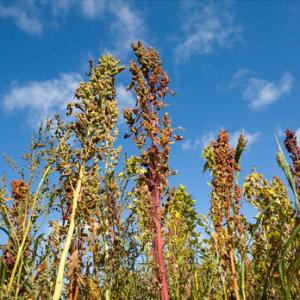Game Crop Quinoa DMOO56