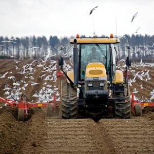 Gulls and Tractor 2 DM0042