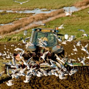 Arable Farming