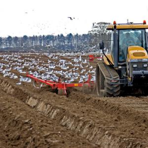 Gulls and Tractor DMOO52