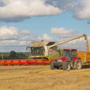 Harvesting Wheat DMOO53