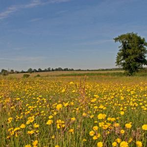 Hawksbit in Se-aside Field