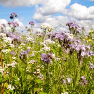 Mixed Game Crop 1 DM0041