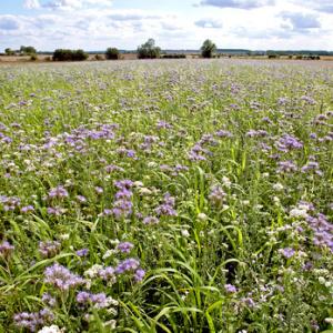 Mixed Game Crop 2 DM0043