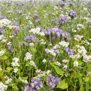 Mixed Game Crop 3 DMOO50