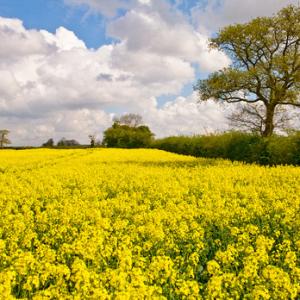 Oil-seed Rape Field 2 DM0045