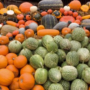 Pumpkins, Gourds and Squashes