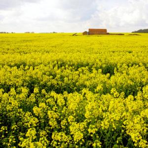 Rape Field DM1259