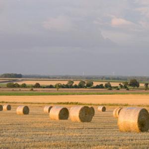 Round Staw Bales 2 DMOO46