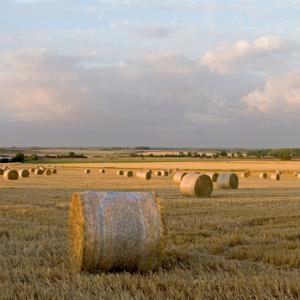 Round Staw Bales DMOO57