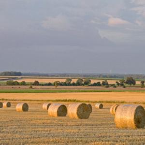 Round Straw Bales DM1260