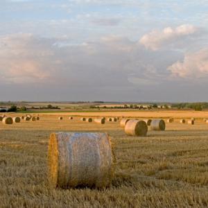 Round Straw Bales DM1261