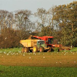 Sugarbeet Harvester
