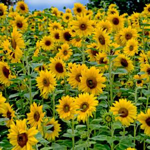 Sun Flowers DMOO51