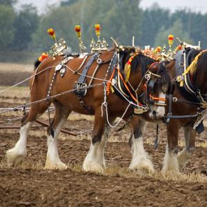 Clydesdale Horses DM1208