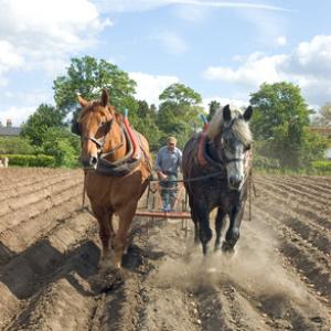Covering Potatoes DM1218
