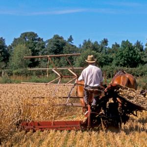 Cutting Wheat DM1199