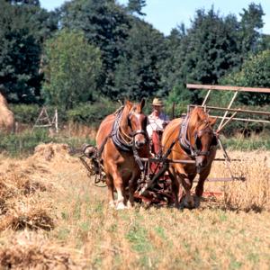 Cutting Wheat DM1222