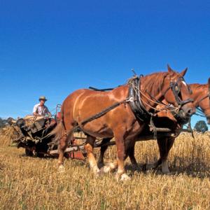 Cutting Wheat DM1223