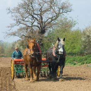 Drilling Beans DM1192