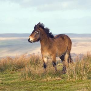 Exmoor Pony DM1195