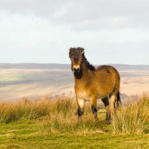 Exmoor Pony DM1196