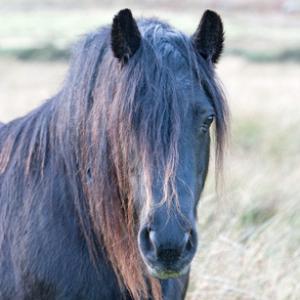 Fell Pony 1 DMO207