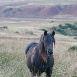 Fell Pony 2 DM0208