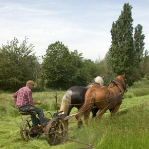 Grass Mowing DM1219