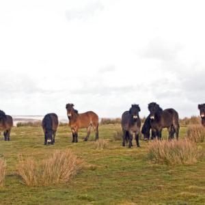 Group of Exmoor Ponies DM1197