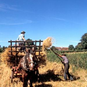 Harvest Time DM1191