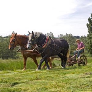 Hay Cutting 2 DM0209