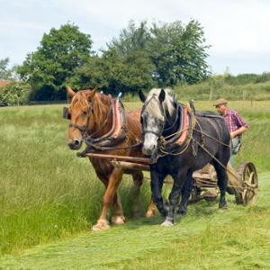 Hay Cutting DM0212