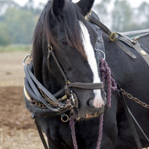 Heavy Horse DM1211